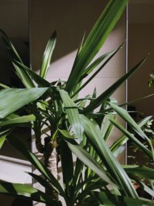 Consejos para mantener plantas de interior saludables y bonitas